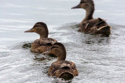 Duck swimming in lake