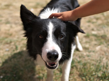 Portrait of dog on field