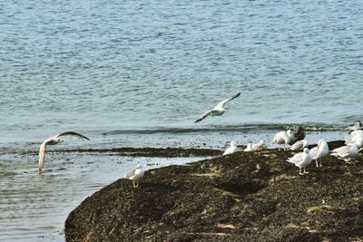 Seagulls flying over lake