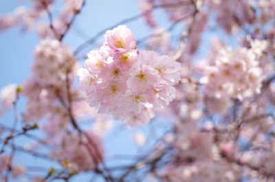 Low angle view of cherry blossom