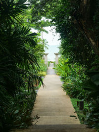 Narrow pathway along plants in park