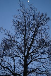 Low angle view of bare trees against blue sky