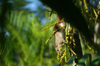 Close-up of a plant