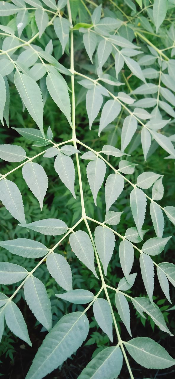 HIGH ANGLE VIEW OF LEAVES ON PLANT