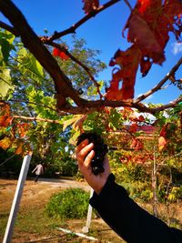 Person holding fresh plant against sky