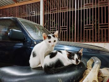 Cat lying down in car