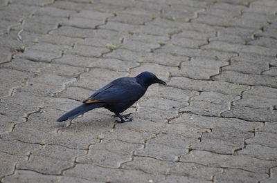 Close-up of birds