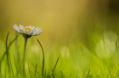 Close-up of fresh white flower in field