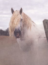 View of a horse on field