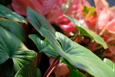 Close-up of fresh green leaves