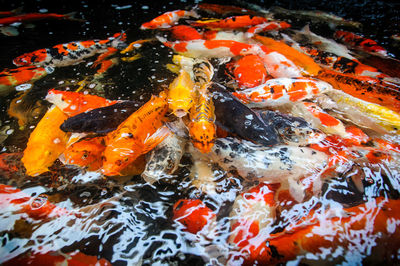 High angle view of koi carps swimming in lake