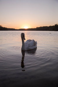 Swan swimming in lake during sunset