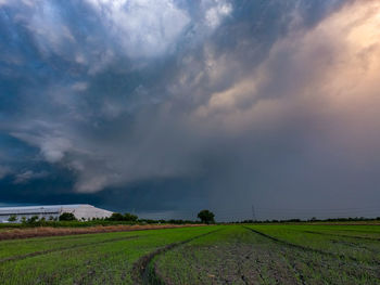 Scenic view of agricultural field against sky