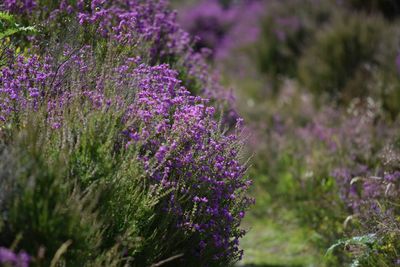 Close-up of purple flowers