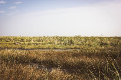 Grass growing on field against sky at everglades national park