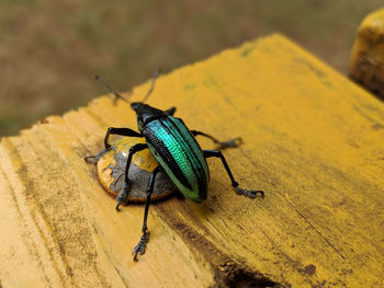 High angle view of insect on wood