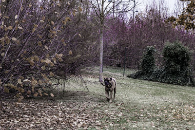 View of dog on field in forest