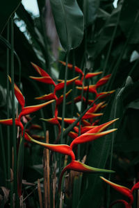 Close-up of red flowering plant