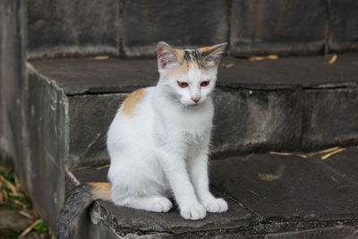 Portrait of cat sitting on wall