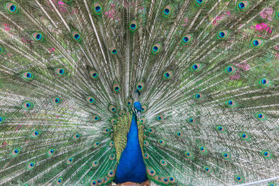 Full frame shot of peacock