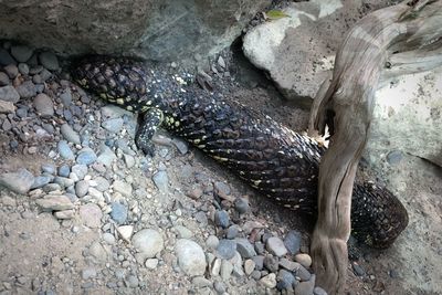 High angle view of lizard on rock at zoo