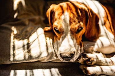 Close-up of a dog resting