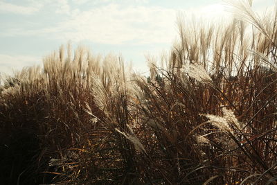 Close-up of plants against sky