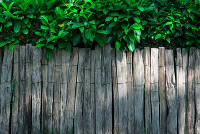 Close-up of ivy growing on tree