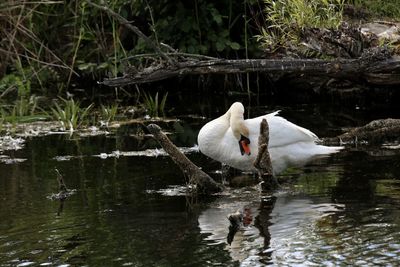 White duck swimming in lake