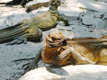 Close-up of lizard on rock