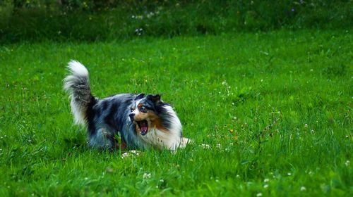 Dog running on grassy field