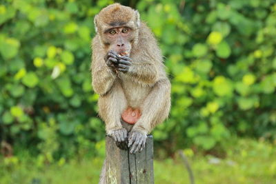 Jungle monkeys sit and eat on kembang island banjarmasin indonesia borneo island