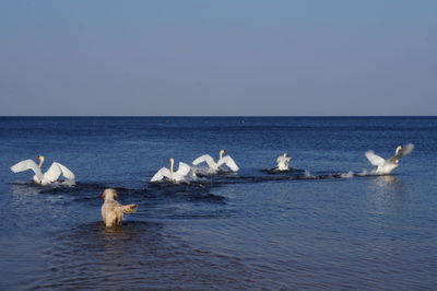 View of birds in sea against clear sky