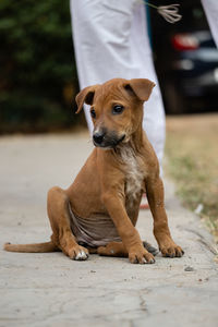 Close-up of dog