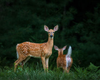 Deer in a field