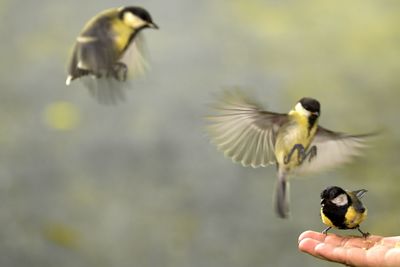 Close-up of great tit feeding on palm