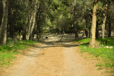 Dirt road amidst trees in forest