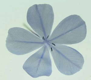 Close-up of flower over white background