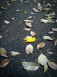 Fallen leaves on ground