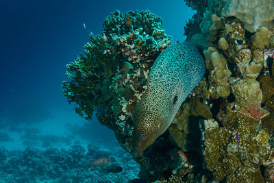 Fish swimming in sea