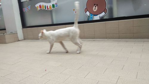 Cat on tiled floor