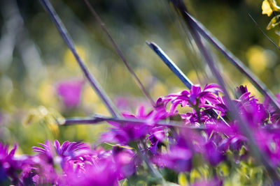 Close-up of purple flowers blooming outdoors