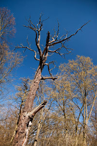 Low angle view of bare tree against clear blue sky