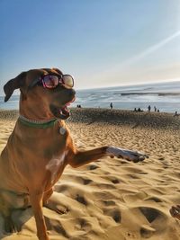 Dog on beach