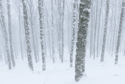 Snow covered trees in forest
