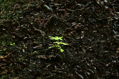 Close-up of plant