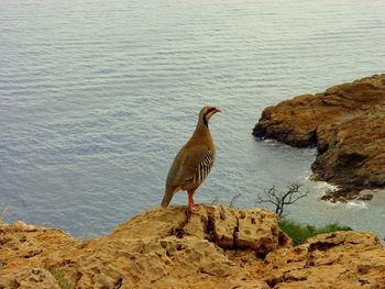 Bird perching on rock by water