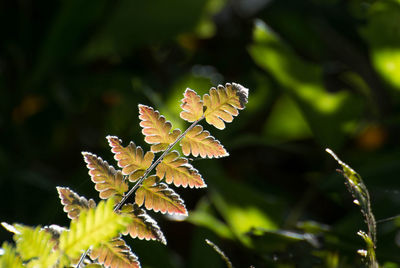 Close-up of plant