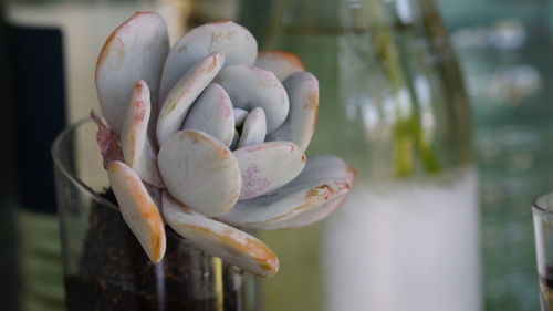 Close-up of succulent plant