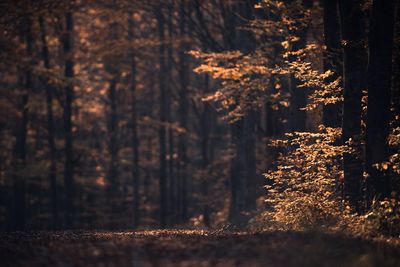 Trees in forest